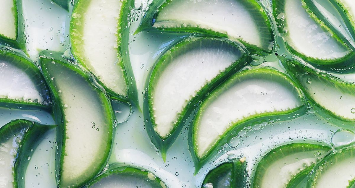 Aloe_1_957x508.jpg