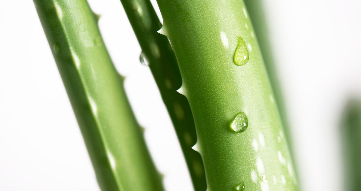 Aloe_4_957x508.jpg