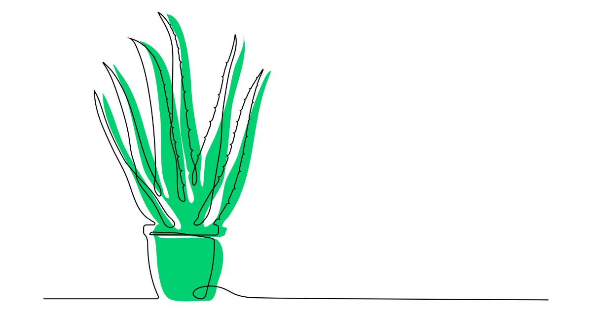 Aloe_5_957x508.jpg