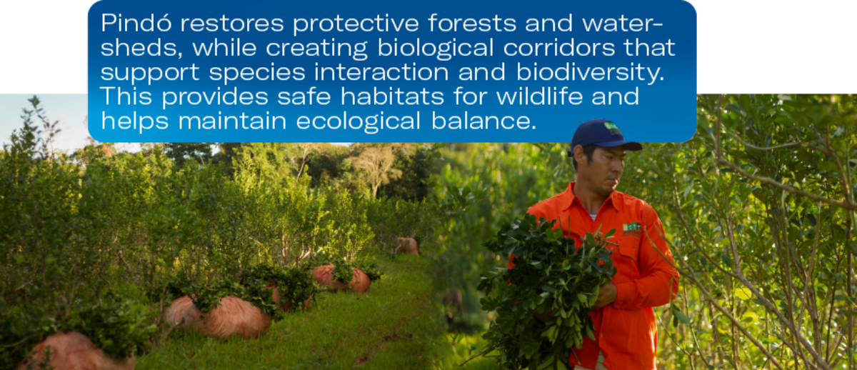 PoK_Mate-power_Statement-pindo-farm.png