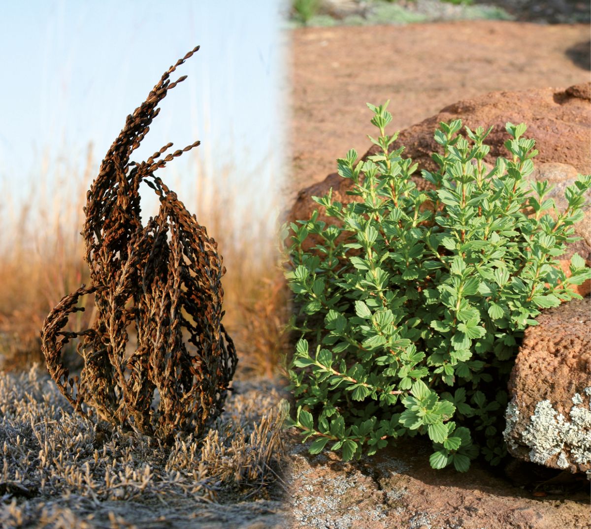 Myrothamnus.jpg