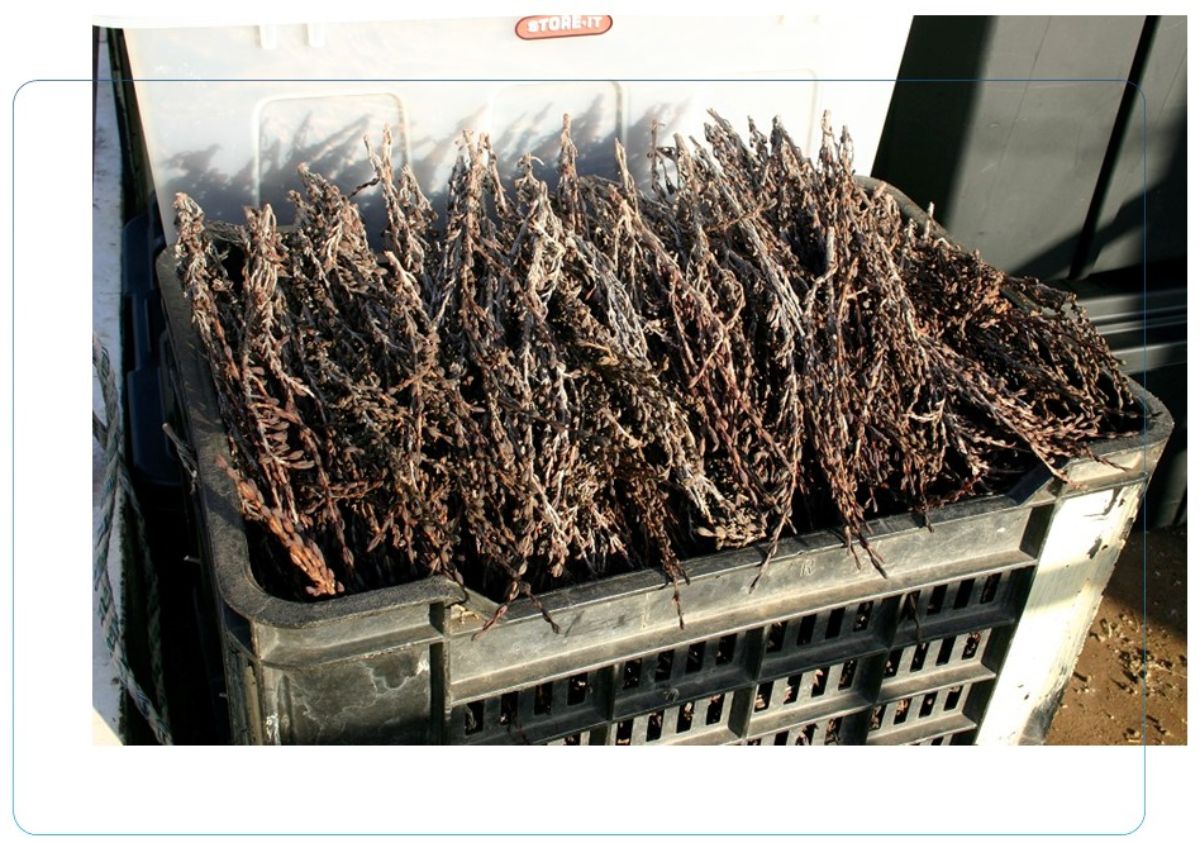 nagoya_myrothamnus-ernte_rahmen.jpg