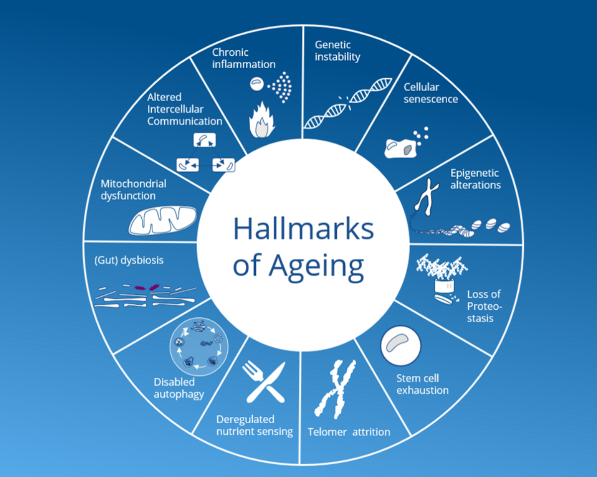 Longevity_Mallmarks-of-aging.png