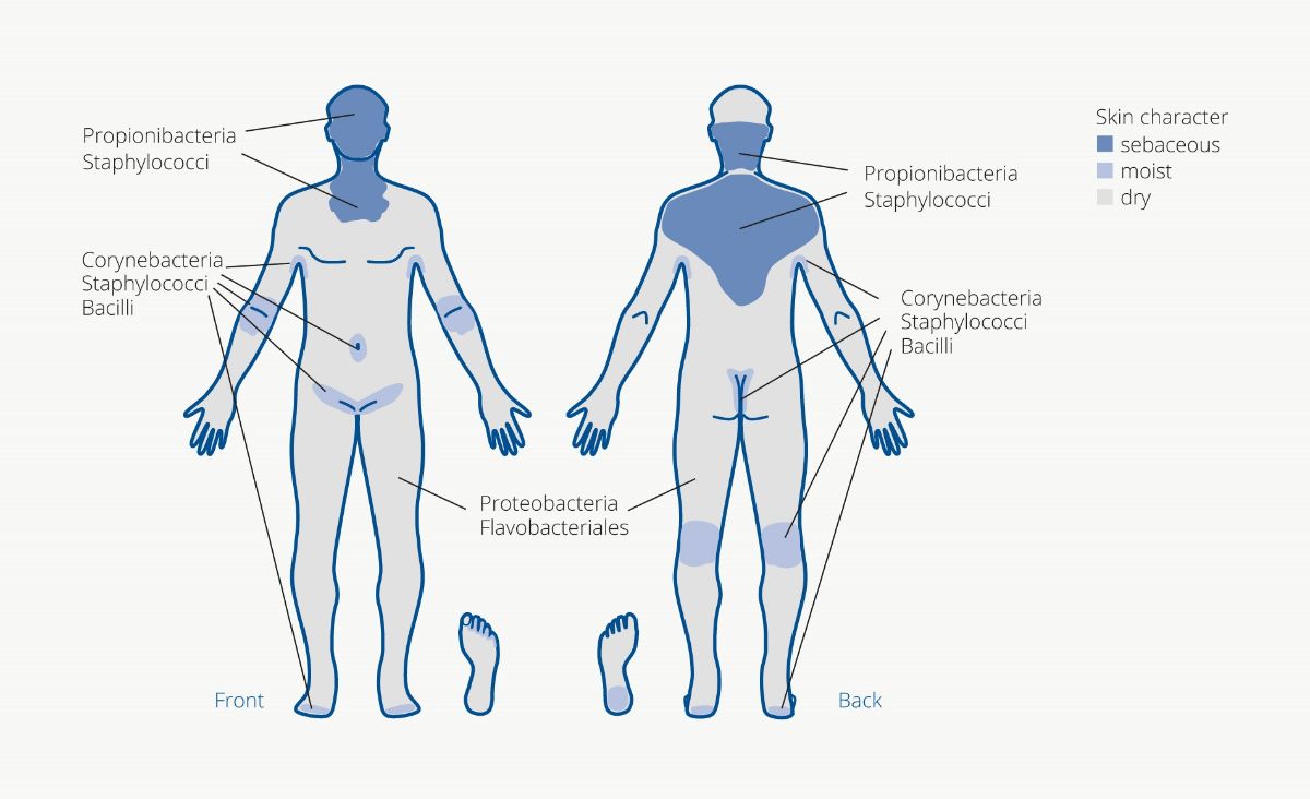 Microbiota_K-rperbild.jpg