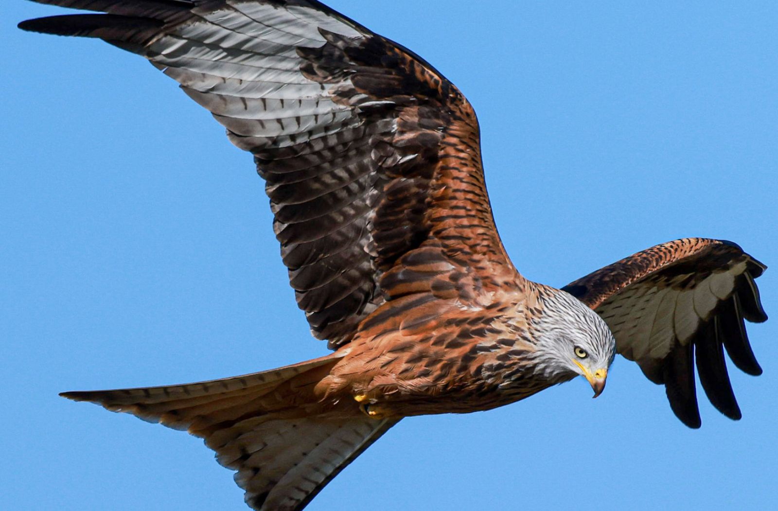 Biomimicry-Adler_700x460.jpg