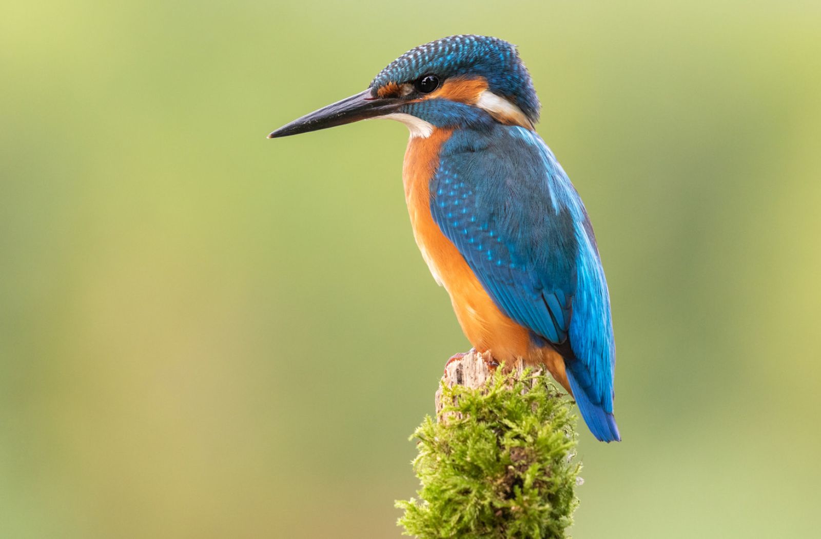 Biomimicry-Vogel_700x460.jpg